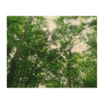 Looking Up to Summer Trees Wood Wall Decor