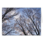 Looking Up to Winter Morning Trees Cards