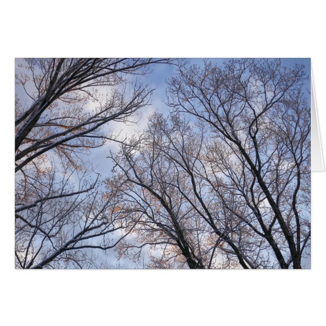Looking Up to Winter Morning Trees Cards (Front Horizontal)