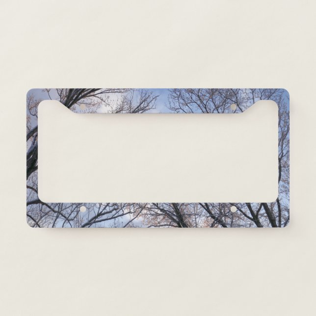 Looking Up to Winter Morning Trees License Plate Frame (Front)