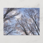Looking Up to Winter Morning Trees Postcard