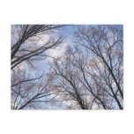 Looking Up to Winter Morning Trees Postcard