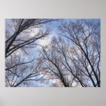 Looking Up to Winter Morning Trees Poster