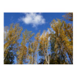 Looking Up to Yellow Poplar Trees I Poster