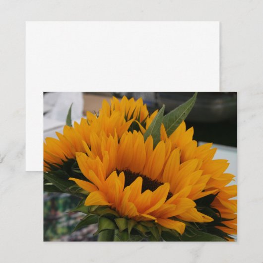 Looks Like a Sunflower (Front/Back)