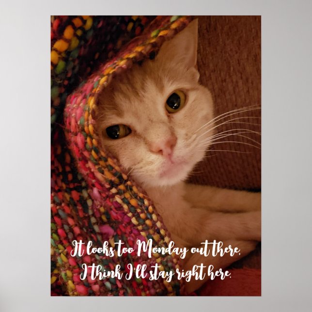 Looks too Monday, cute kitty under blanket Poster (Front)