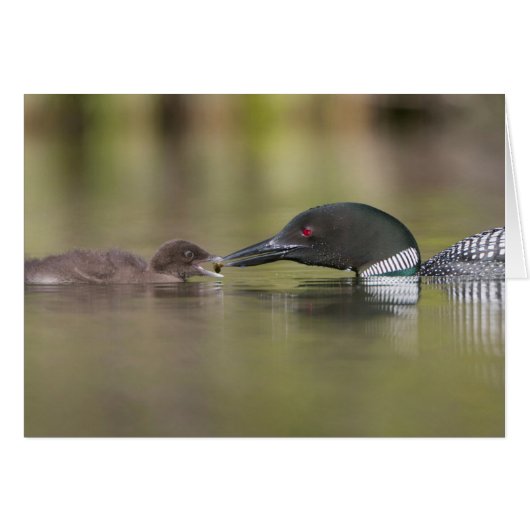 Loon Adult Feeds Chick (Front Horizontal)