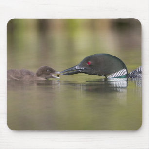 Loon Adult Feeds Chick Mouse Pad