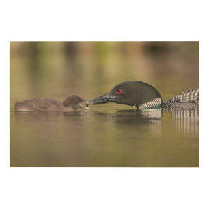 Loon Adult Feeds Chick Wood Wall Decor