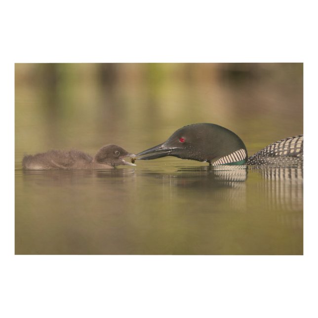 Loon Adult Feeds Chick Wood Wall Decor (Front)