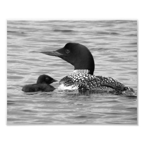 Loon and baby photo print