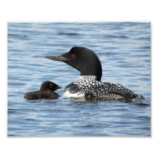 Loon and baby photo print