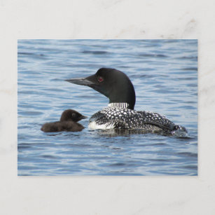 Loon and baby postcard