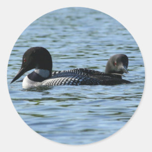 Loon couple stickers