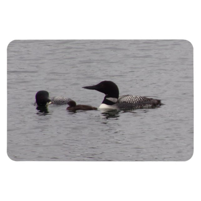 Loon Family on Lake Flexible Magnet (Horizontal)
