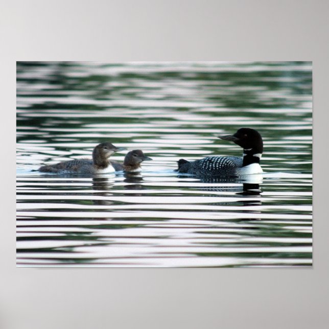 Loon Family Print (Front)
