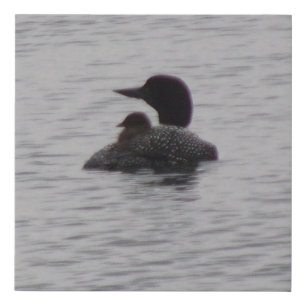 Loon on Lake Baby on Back Faux Canvas Print