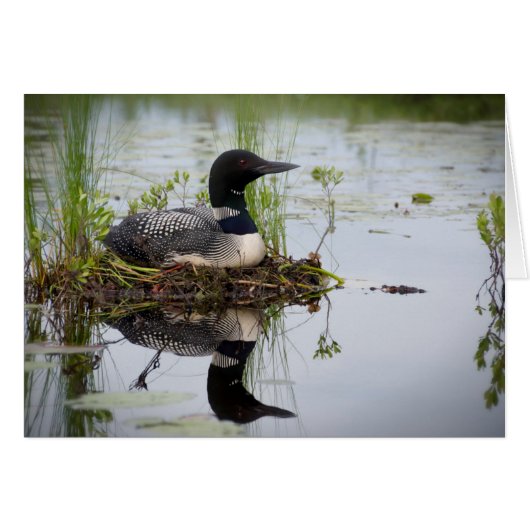 Loon on nest. cards (Front Horizontal)