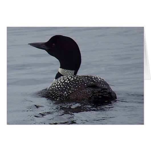 Loon on Pushaw Lake Cards (Front Horizontal)