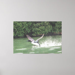 Loon Ready For Flight Canvas Print