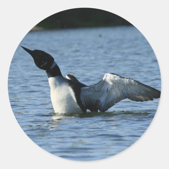 Loon stickers (Front)
