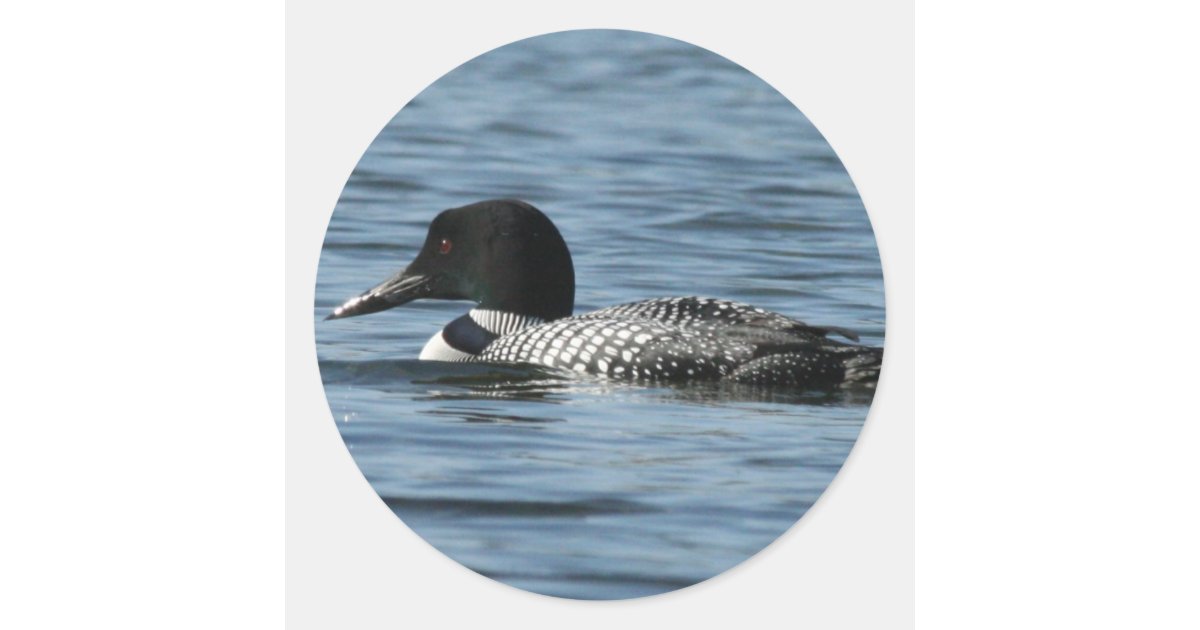 Loon Stickers | Zazzle