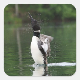 Loon Stickers