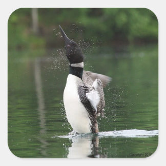 Loon Stickers