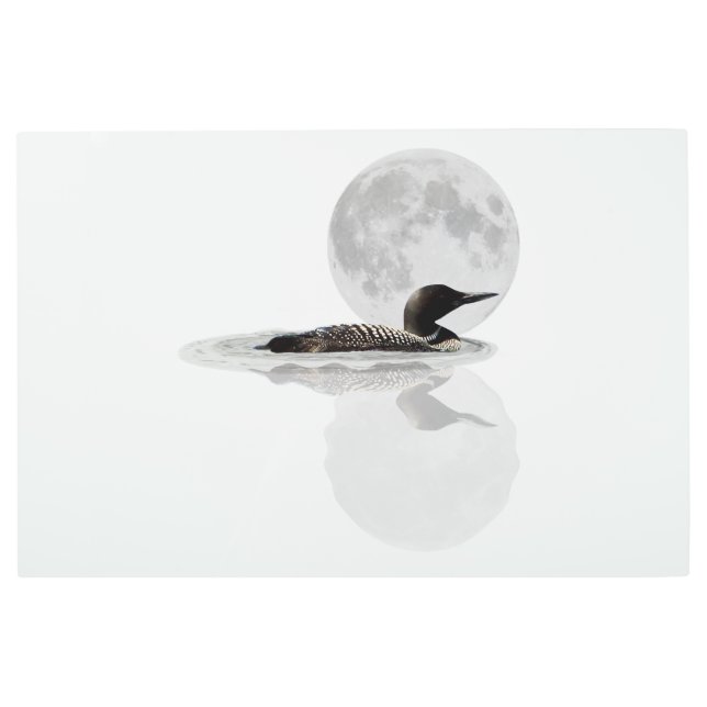 Loon Swims In The Moonlight Metal Wall Art (Front)