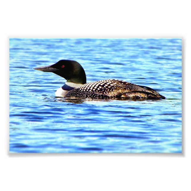 Loon V Photo Print (Front)