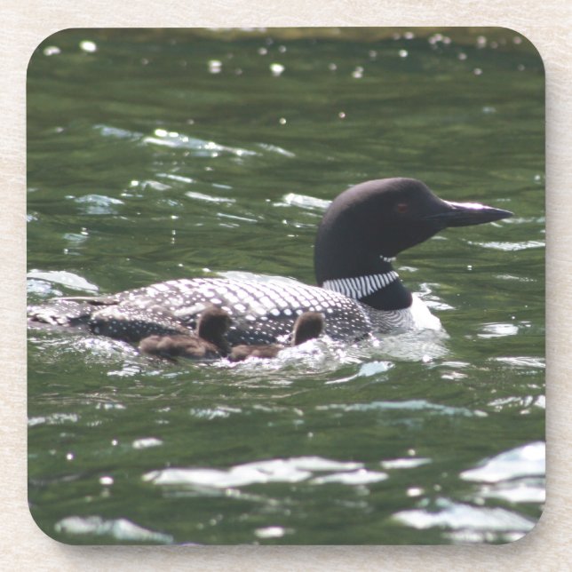 Loon With Babies 2 Beverage Coaster (Front)