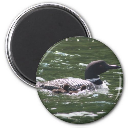 Loon With Babies 2 Magnet