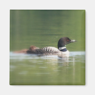 Loon with chick Magnet
