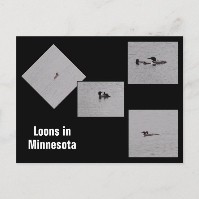Loons in Minnesota Postcard (Front)