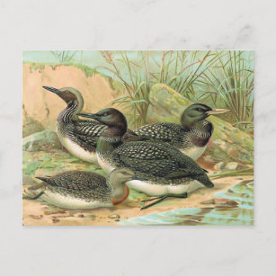 Loons Vintage Bird Illustration Postcard
