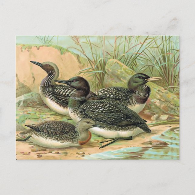Loons Vintage Bird Illustration Postcard (Front)