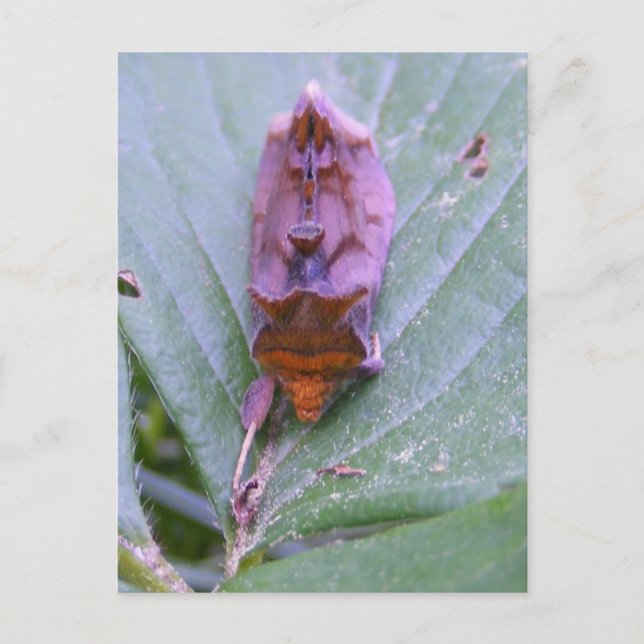 Looper moth ~ postcard (Front)