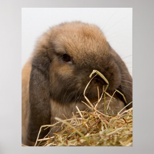 Lop eared bunny poster