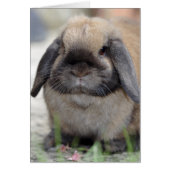 Lop eared dwarf rabbit cards (Front)