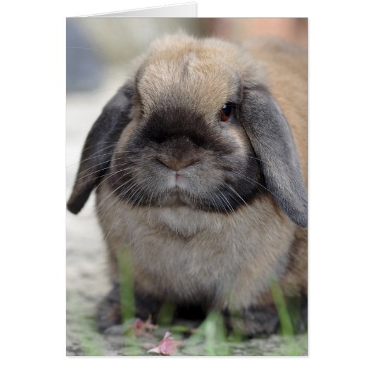 Lop eared dwarf rabbit cards (Front)