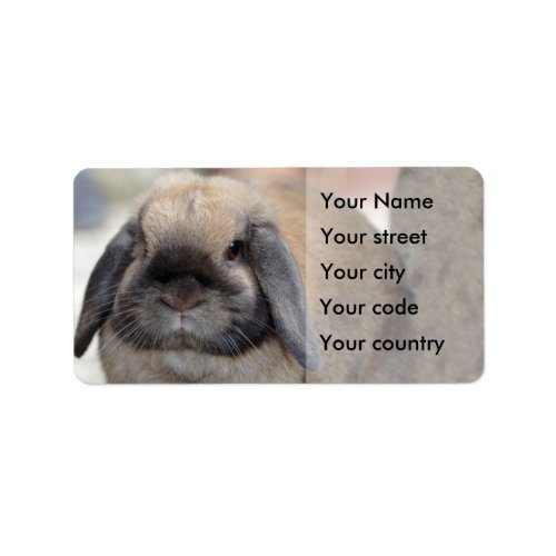 Lop eared dwarf rabbit label