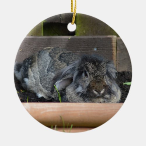 Lop eared rabbit ceramic ornament