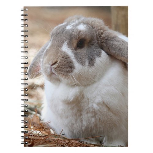Lop_eared rabbit notebook