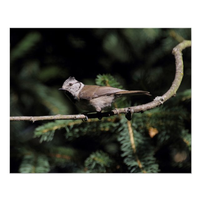 Lophophanes cristatus poster (Front)