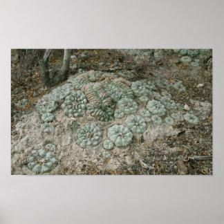 Lophophora williamsii - Peyote Poster