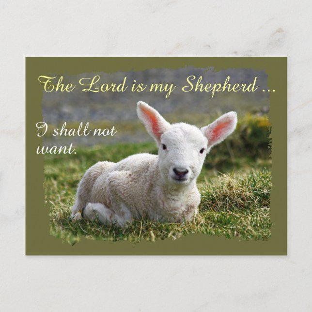 Lord is my Shepherd Little White Lamb Blank Postcard (Front)
