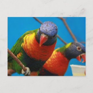 Lories Birds Postcard