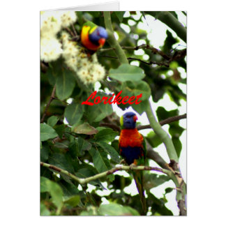 Lorikeet Cards