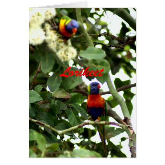 Lorikeet Cards (Front)
