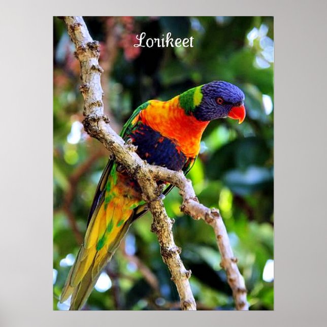Lorikeet, colorful bird poster (Front)